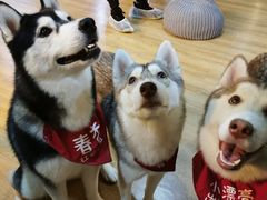 -Husky Go! 哈士奇体验馆·宠物咖啡厅狗咖