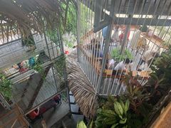 -Rainforest