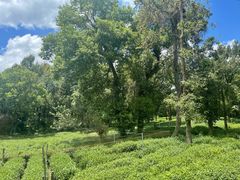 -野蔓果·山野菜(西湖景区·龙井茶田店)