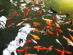 -南宫五洲植物乐园