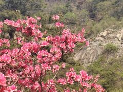 -木兰云雾山