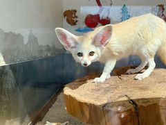 -大连森林动物园