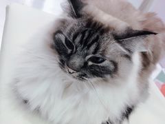 -喵的天空名猫咖啡馆·撸猫·猫舍·用品