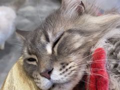 -楼上猫咖(罗湖店)