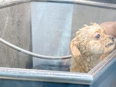 -PETKIT小佩宠物(古北店)