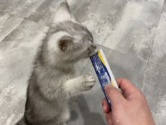 -楼上猫咖(罗湖店)