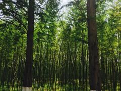 -黄海国家森林公园