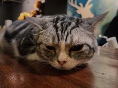 -咖法森林·咖啡  酒吧(天河店)