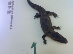 -中国扬子鳄村