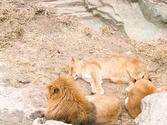 -大连森林动物园