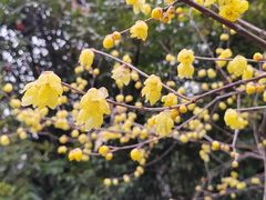 -江宁织造博物馆