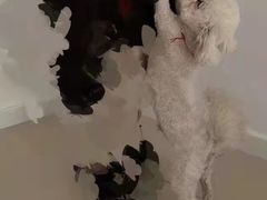 -瑞派宠物医院·中兽医专科(中央商城分院)