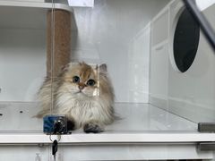 -十月米努特矮脚猫舍