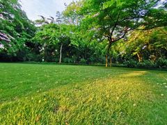 -金花茶公园