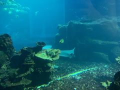 -海棠湾洲际-涛·海底餐厅·美人鱼·自助餐·海底隧道