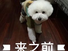 -BABYDOG宝贝狗宠物乐园(欧洲城店)