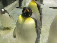 -大连圣亚海洋世界