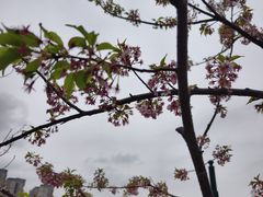 -新江湾城公园