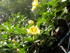 -九龙公园