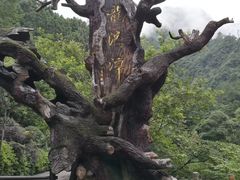 -龙湾潭国家森林公园