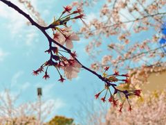 -高东镇樱花园