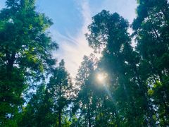 -黄海国家森林公园