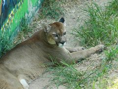 -西霞口神雕山野生动物世界