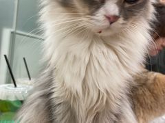 -有喵·猫咖·狗咖·30几只猫10只小狗(岗厦店)