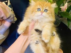 -欣宠猫屋·矮脚拿破仑·蓝金金渐层