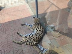 -西霞口神雕山野生动物世界