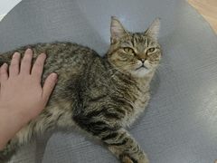 -COLOR PETS 撸猫馆·购猫·猫咖(长风大悦城店)