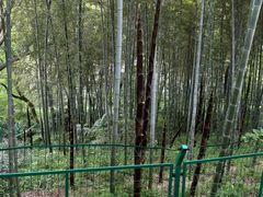 -上海佘山国家森林公园西佘山园