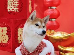 -Double Rui宠物酒店