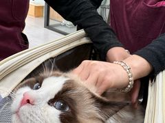-中农大我爱我爱动物医院·核磁CT·猫病·24小时夜诊中心(石佛营店)