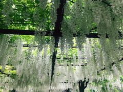 -嘉定紫藤园