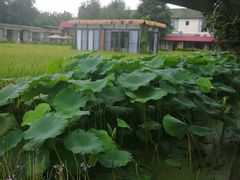 -洪湖家庭农场·团建·露营·会议