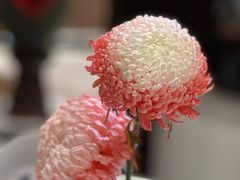 -官塘鱻鱻鱼生·潮汕生腌·砂锅粥(西马路总店)