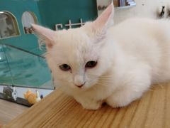 -飞行喵MR PILOT|猫舍·猫咖(静安大融城店)