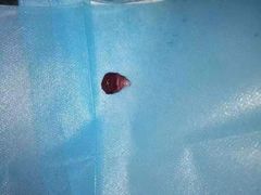-美美宠物诊疗中心·异宠·骨科(滨江东信分院)