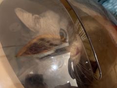 -佳雯宠物医院·皮肤科·内外科(春晓路分院)