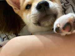 -逗柴咖啡屋·狗咖猫咖宠物桌游