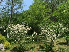 -羊山湖公园