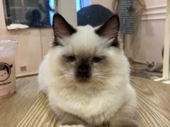 -楼上猫咖(罗湖店)