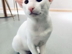 -飞行喵MR PILOT|猫舍·猫咖(静安大融城店)