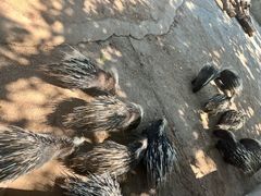 -昆明动物园