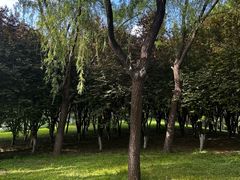 -大望京公园