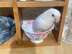 -吉丁鸟咖·异宠·寄养