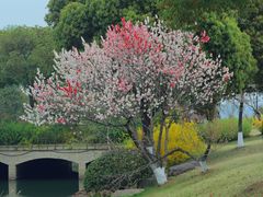 -羊山湖公园