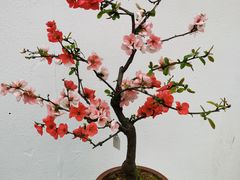 -莫愁湖公园