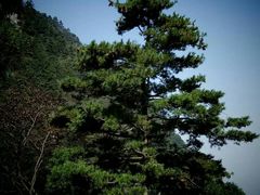 -秦岭天竺山景区